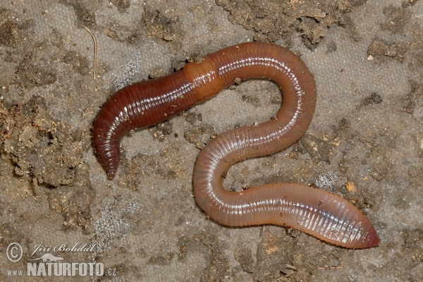 Common Earthworm (Lumbricus terrestris)