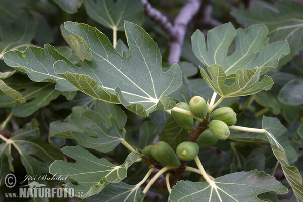 Common Fig (Ficus carica)