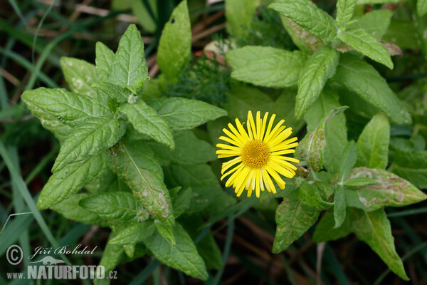 Common Fleabane (Pulicaria dysenterica)