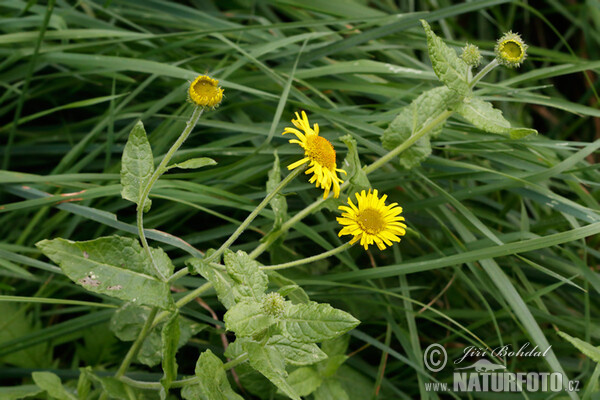 Common Fleabane (Pulicaria dysenterica)