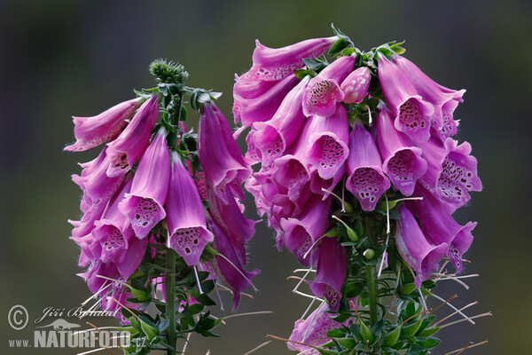 Common Foxglove (Digitalis purpurea)