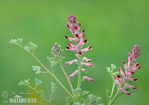 Common Fumitory (Fumaria officinalis)