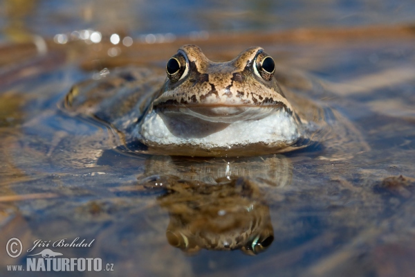 Common Grass Frog (Rana temporaria)