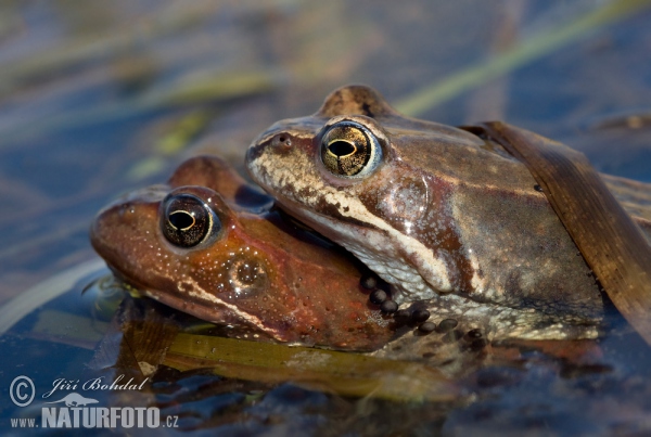 Common Grass Frog (Rana temporaria)