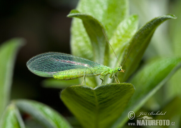 Common Green Lacewing (Chrysoperla carnea)