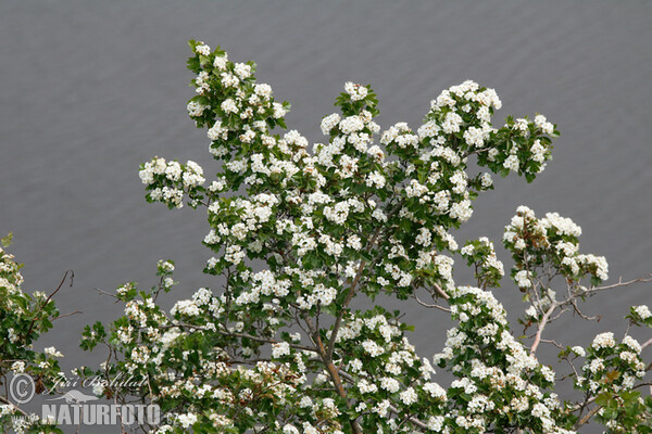 Common Hawthorn (Crataegus monogyna)