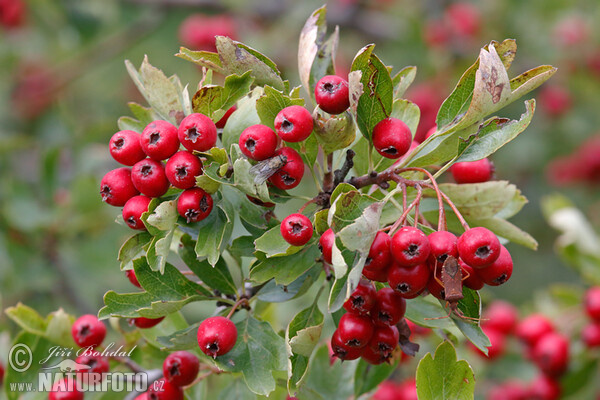 Common Hawthorn (Crataegus monogyna)