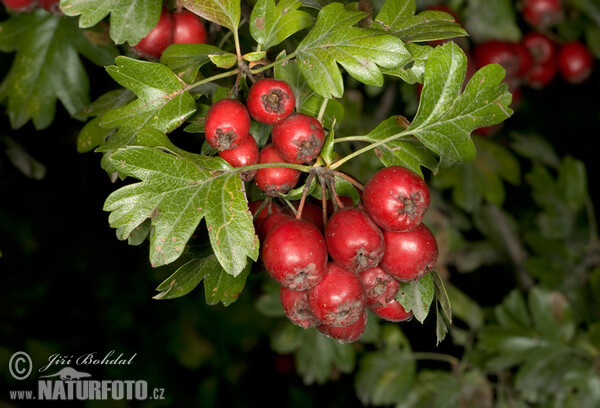 Common Hawthorn (Crataegus monogyna)