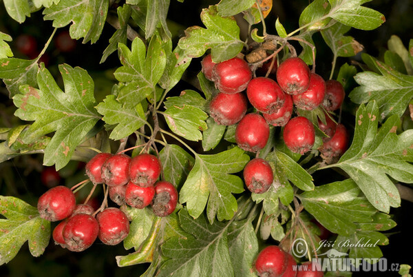 Common Hawthorn (Crataegus monogyna)