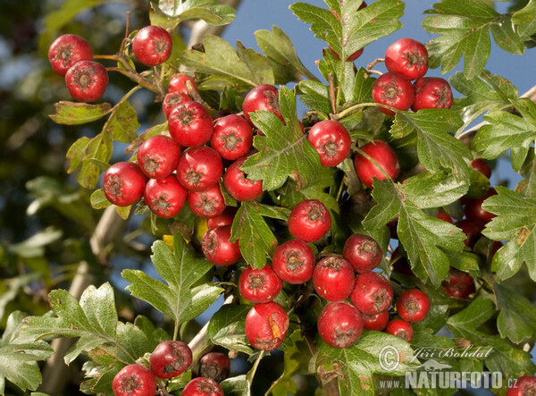 Common Hawthorn (Crataegus monogyna)