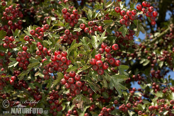 Common Hawthorn (Crataegus monogyna)