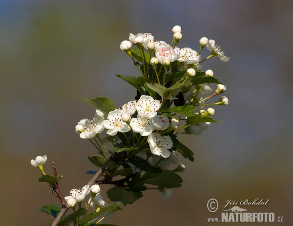 Common Hawthorn (Crataegus monogyna)