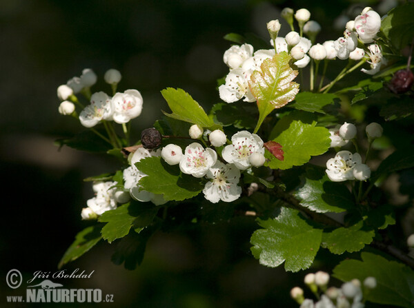 Common Hawthorn (Crataegus monogyna)