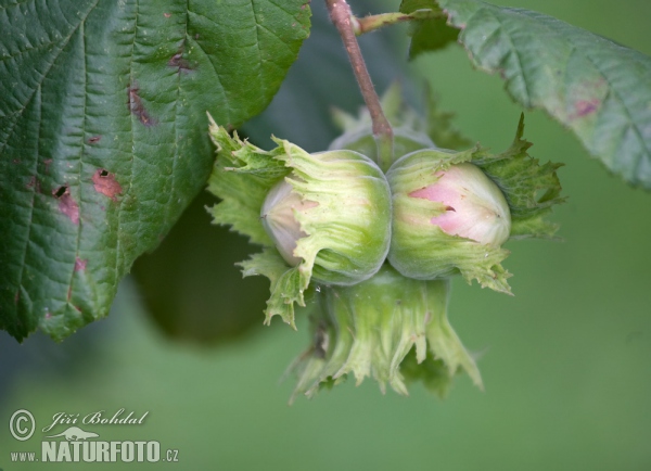 Common Hazel (Corylus avellana)