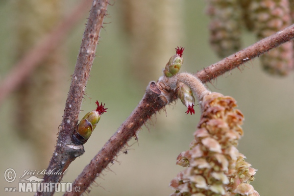 Common Hazel (Corylus avellana)