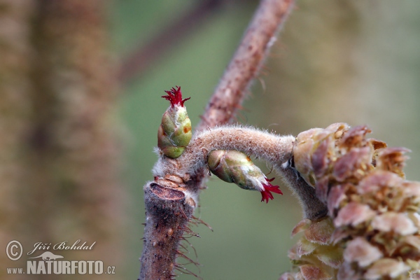 Common Hazel (Corylus avellana)