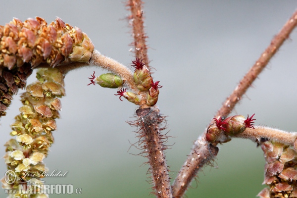 Common Hazel (Corylus avellana)