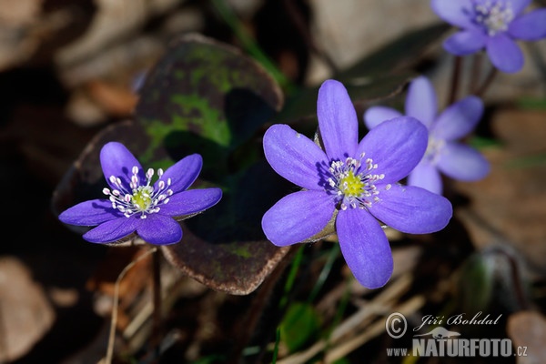 Common Hepatica (Hepatica nobilis)