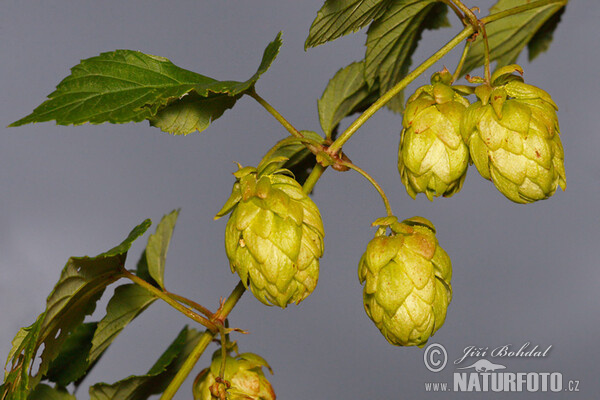 Common Hop (Humulus lupulus)