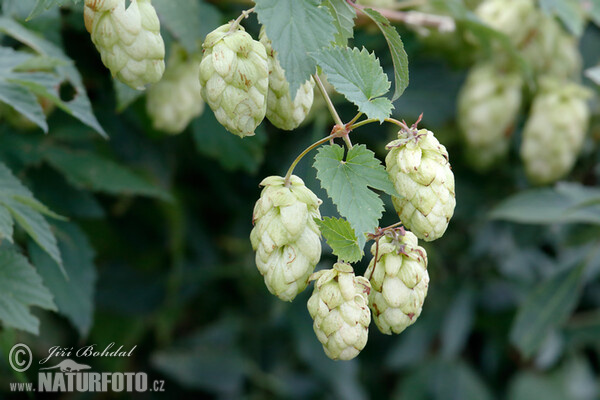 Common Hop (Humulus lupulus)