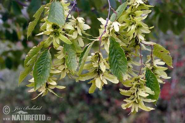 Common Hornbeam (Carpinus betulus)