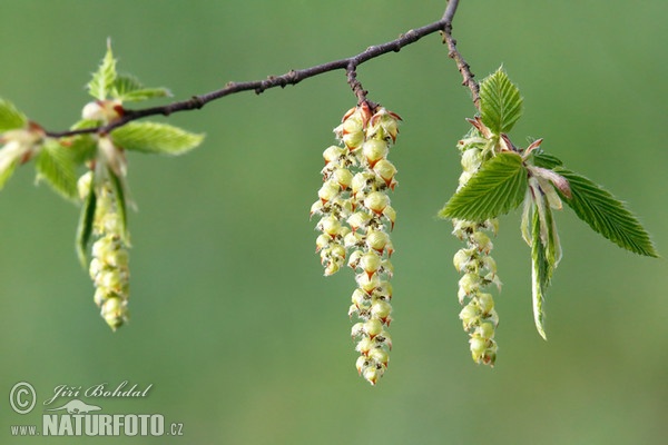 Common Hornbeam (Carpinus betulus)