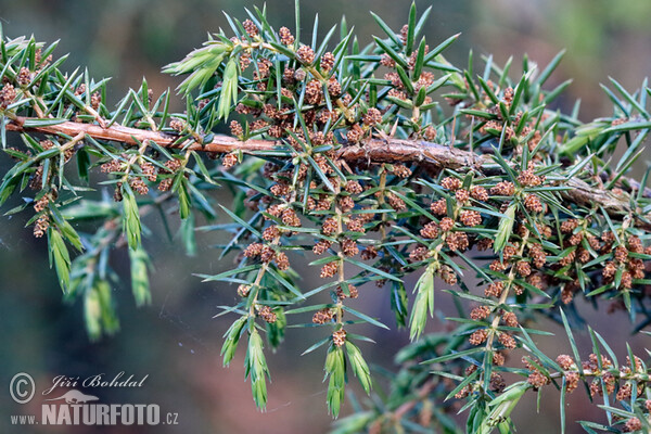 Common Juniper (Juniperus communis)