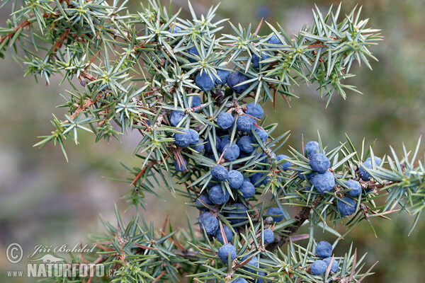 Common Juniper (Juniperus communis)