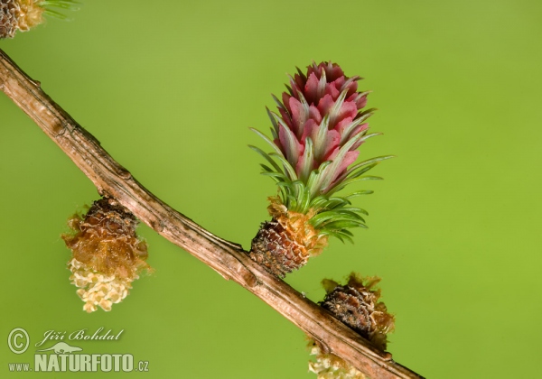 Common Larch (Larix decidua)