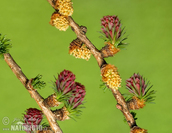 Common Larch (Larix decidua)