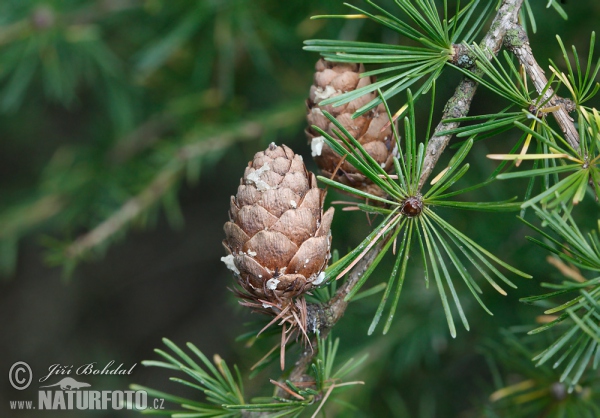 Common Larch (Larix decidua)