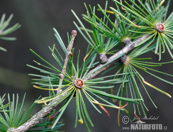 Common Larch (Larix decidua)