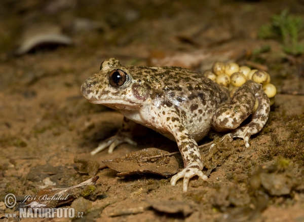 Common Midwife Toad (Alytes obstetricans)