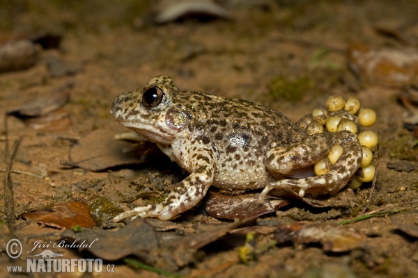 Common Midwife Toad (Alytes obstetricans)