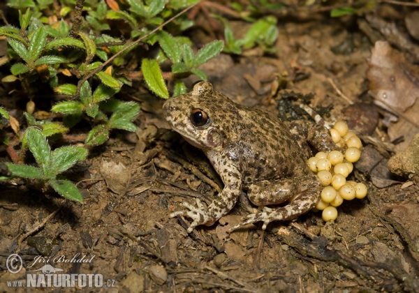 Common Midwife Toad (Alytes obstetricans)