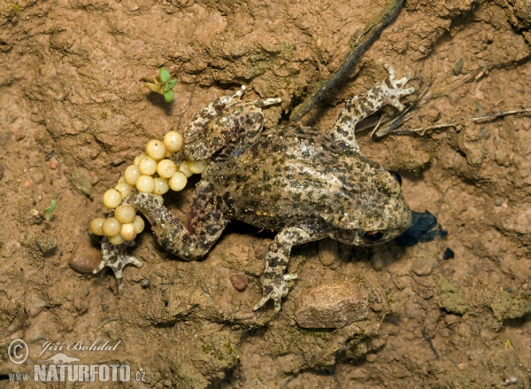 Common Midwife Toad (Alytes obstetricans)