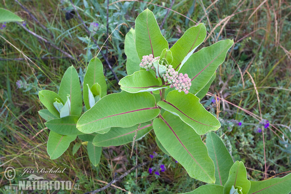 Common Milkweed (Asclepias syriaca)