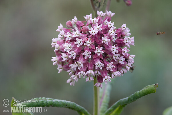 Common Milkweed (Asclepias syriaca)