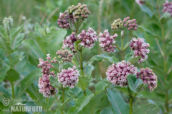 Common Milkweed (Asclepias syriaca)