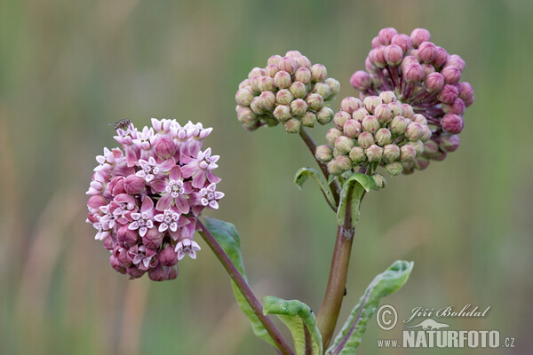 Common Milkweed (Asclepias syriaca)