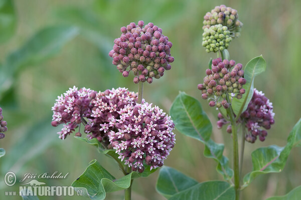 Common Milkweed (Asclepias syriaca)