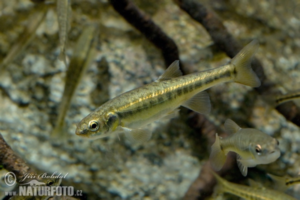 Common Minnow Photos, Common Minnow Images, Nature Wildlife Pictures