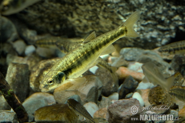 Common Minnow Photos, Common Minnow Images, Nature Wildlife Pictures