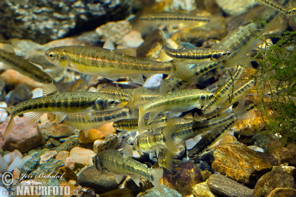 Common Minnow Photos, Common Minnow Images, Nature Wildlife Pictures