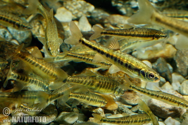 Common Minnow (Phoxinus phoxinus)