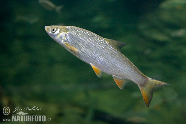 Common Nase (Chondrostoma nasus)