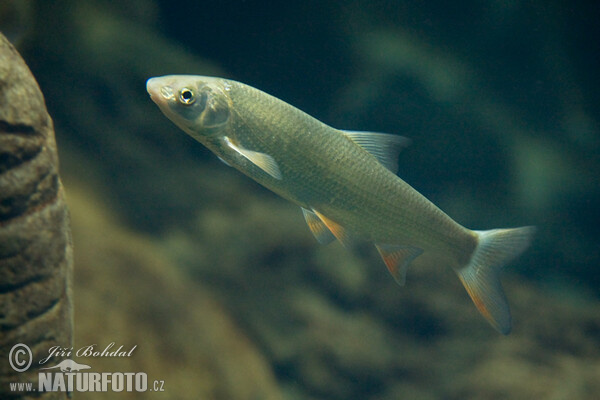 Common Nase (Chondrostoma nasus)