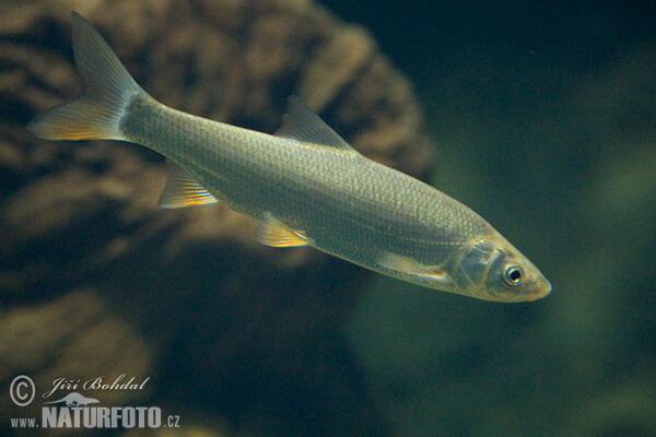 Common Nase (Chondrostoma nasus)