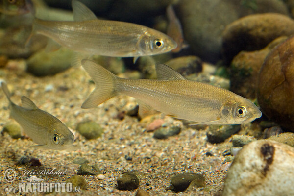 Common Nase (Chondrostoma nasus)