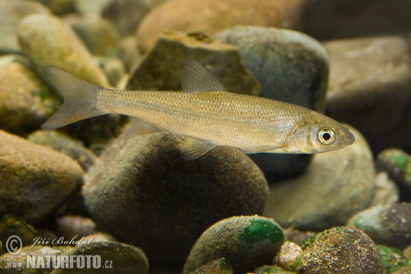 Common Nase (Chondrostoma nasus)